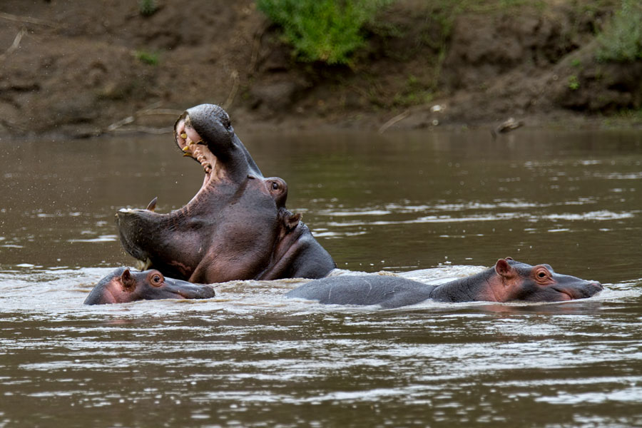  Hippos  Maasai Mara   Kenya